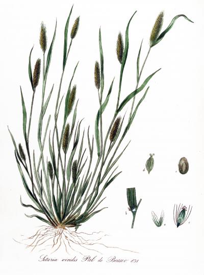 <i>Setaria viridis</i>