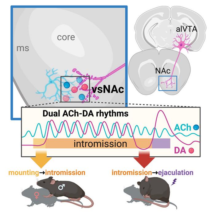 Male mouse brain activity from mounting to ejaculation