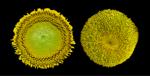 Circadian Clock Controls Sunflower Blooms, Optimizing for Pollinators