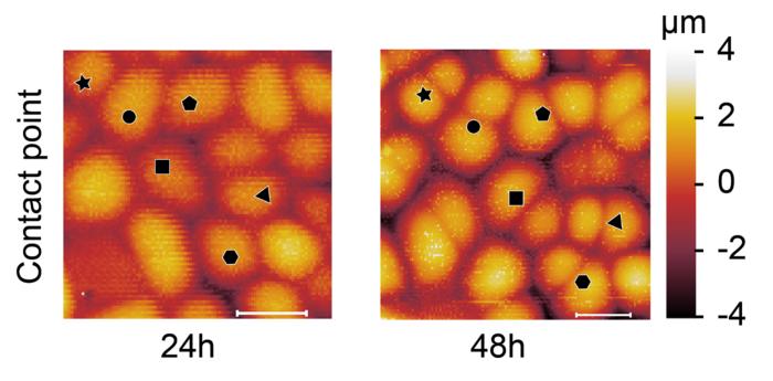 Atomic force microscopy time course on the imaged cells