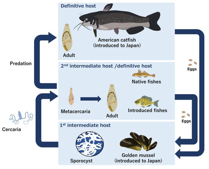 Life cycle of the introduced trematode Dollfustrema invadens in Japan