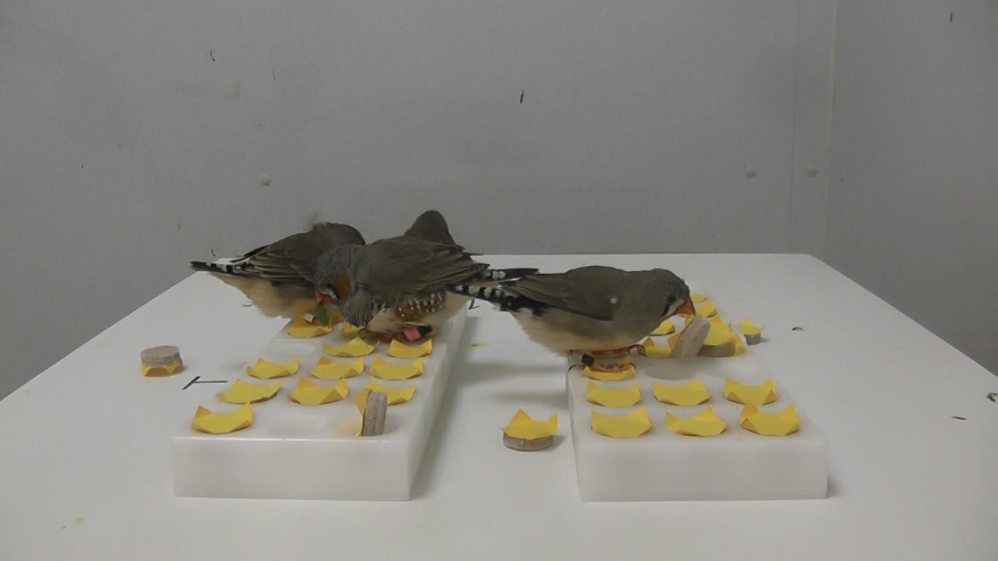 Zebra Finches in the 'Food Puzzle' Experiment