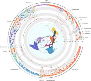 Biogeographic history and global dispersal routes of the grape family