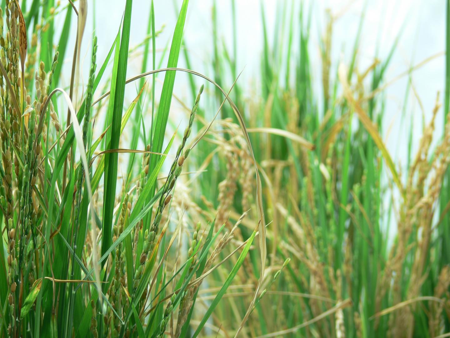 Food Security: Building Resilience into the World's Food System