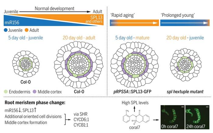 Spatiotemporal changes in root morphology and strategies for root thickening