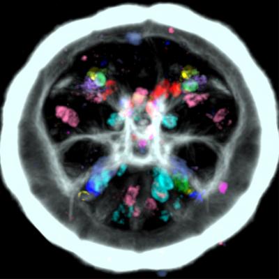 <I>Platynereis</I> Larva Neuropeptides