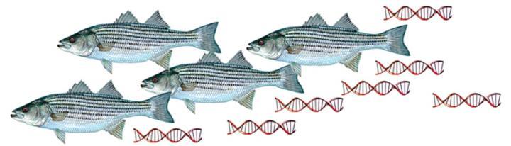 Environmental DNA