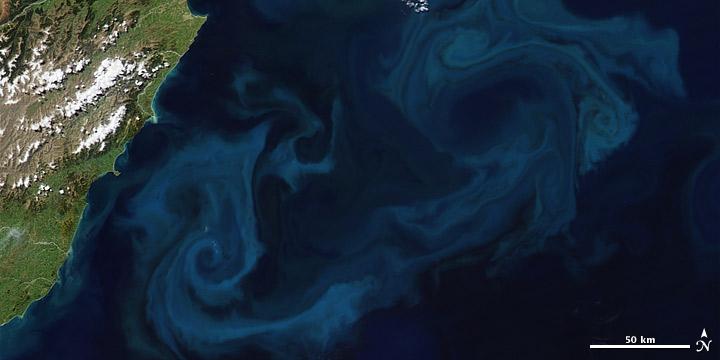 Phytoplankton Bloom Seen from Space