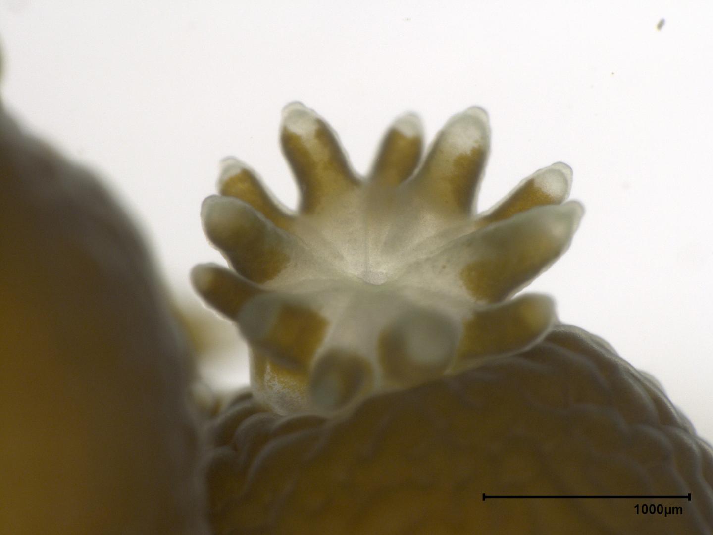 Algae, Friends of Coral, Produ [IMAGE] | EurekAlert! Science News Releases