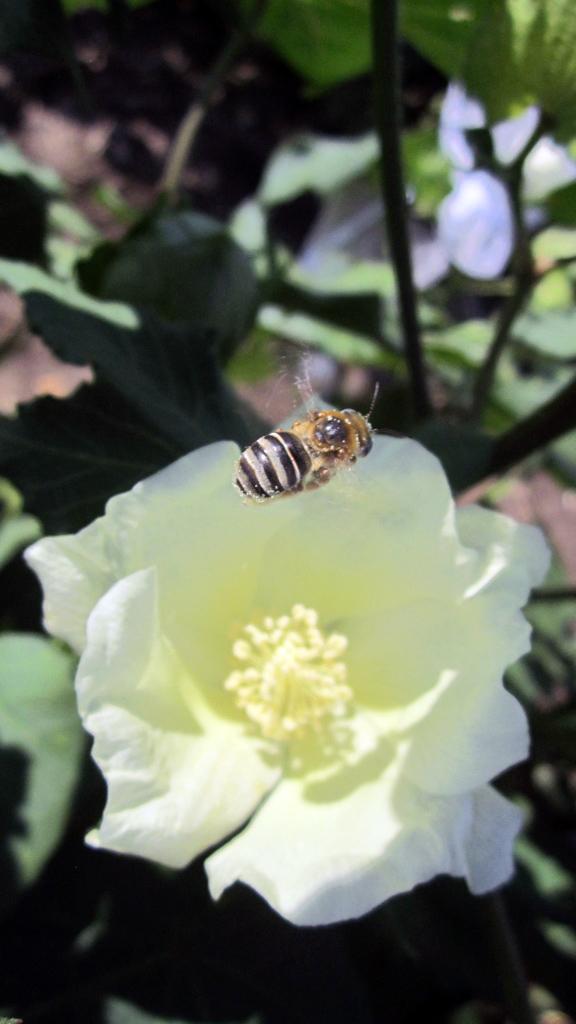 Bee and Cotton Flower
