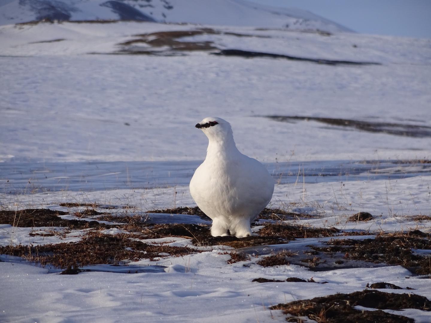 The Svalbard rock ptarmigan