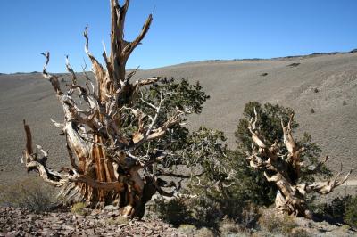 Bristlecone Pine