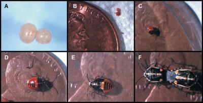 <i>Bagrada hilaris</i>, an Invasive Stink Bug Attacking Cole Crops in the Southwestern United States