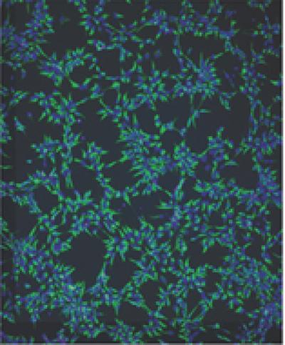 Neural Progenitor Cells from Bipolar Stem Cells