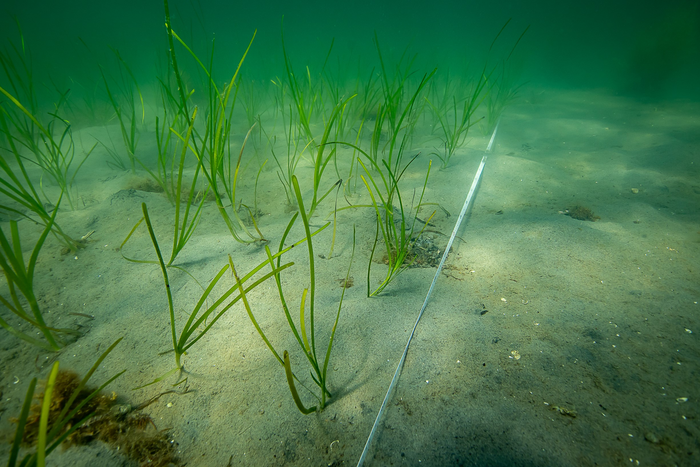 Planted eelgrass