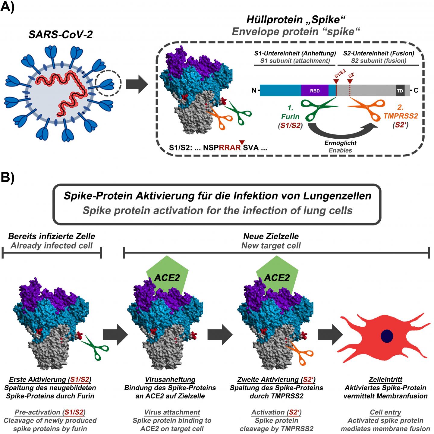 The schematic shows how the spike protein of SARS-CoV-2 is activated.