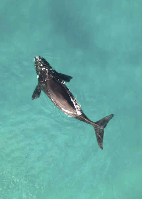 Tohoro, Right Whale, New Zealand