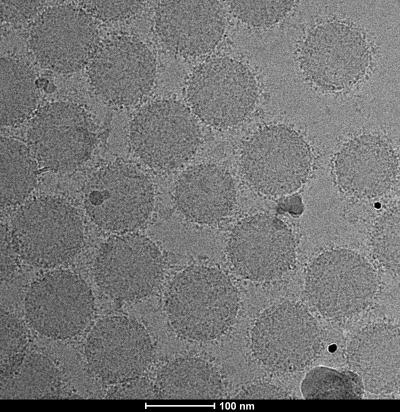 Protein Corona Forms on Nanoparticles