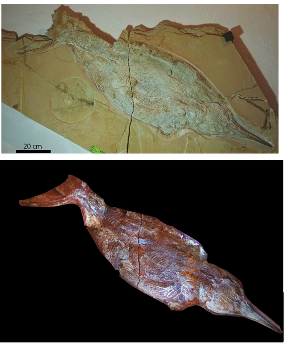 Large ichthyosaur in normal and UV light