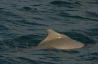 Hump of Indo-Pacific Humpback Dolphin
