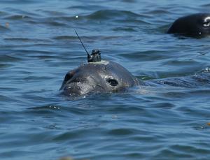 Tagged elephant seal