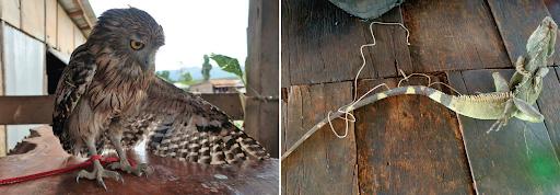 A Buffy Fish Owl and a Chinese Water Dragon