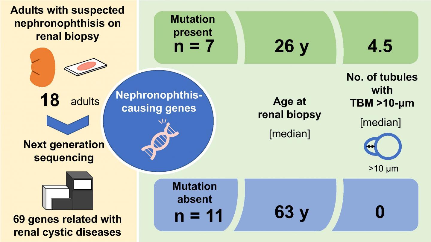 Genetic background and clinical features of adult patients suspected with nephronophthisis on renal biopsy