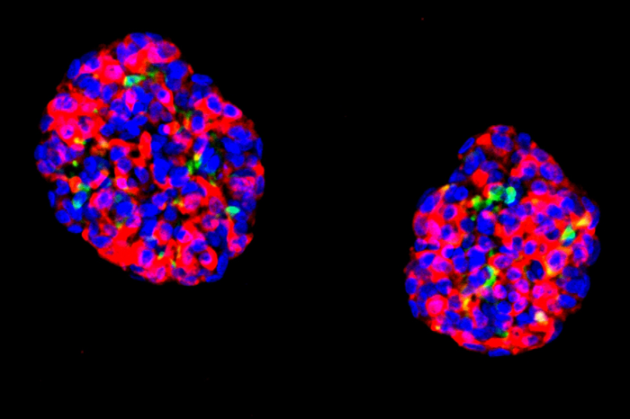 Human gastric insulin-secreting organoids molecularly and functionally resemble pancreatic islets.