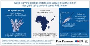 Estimating rice yield with a convolutional neural network (CNN) model, using ground-based digital images