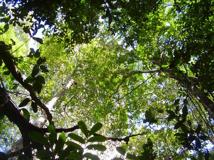 Canopy of old-growth forest in the Peruvian Amazon