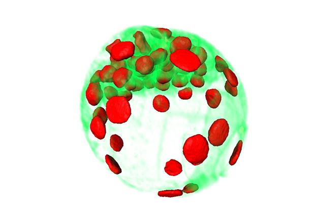 Tracking Cell Families in Live Mouse Embryo