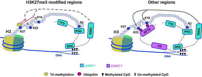 H3K27me3 antagonizes DNA methylation by inhibition of UHRF1-mediated H3 ubiquitination