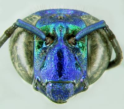 <i>Exaerete frontalis</i>