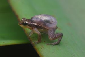 Male golden rocket frogs