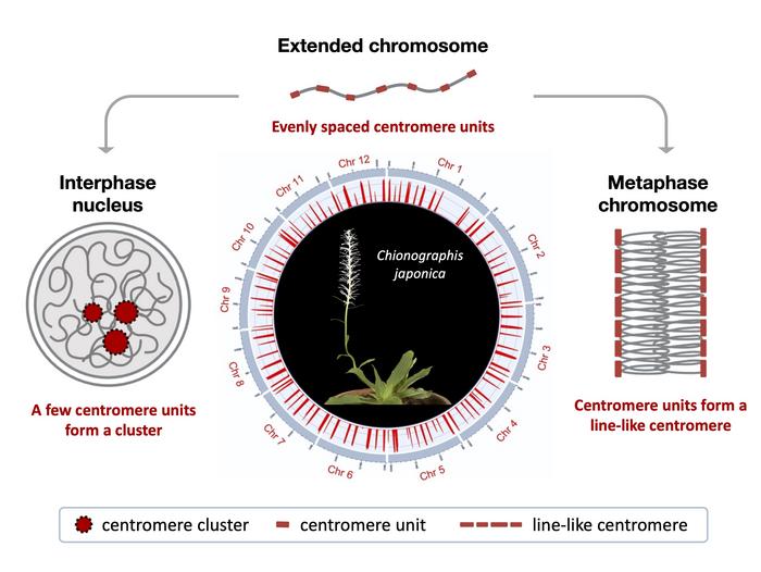 Newly found centromere organization