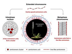 Newly found centromere organization