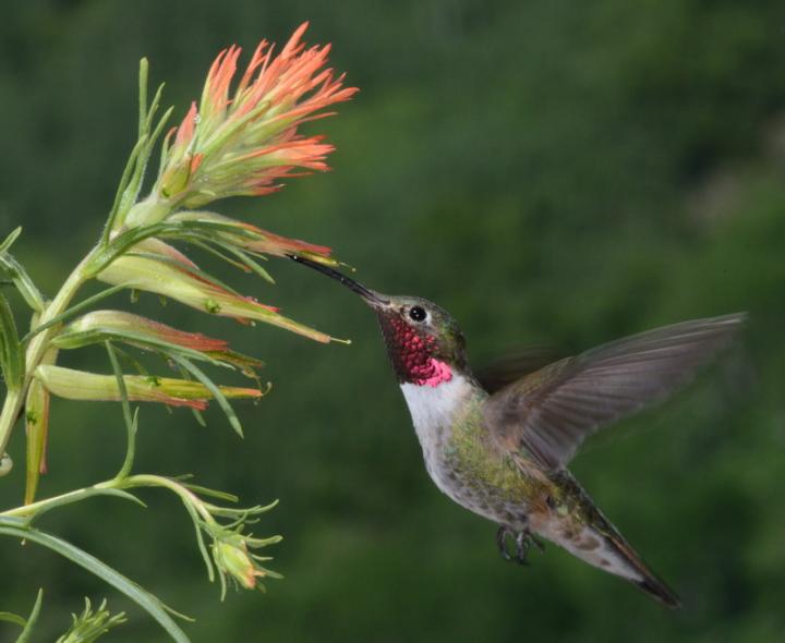 Broad-Tailed Hummingbird Reveals New Dimensions of Bird Vision