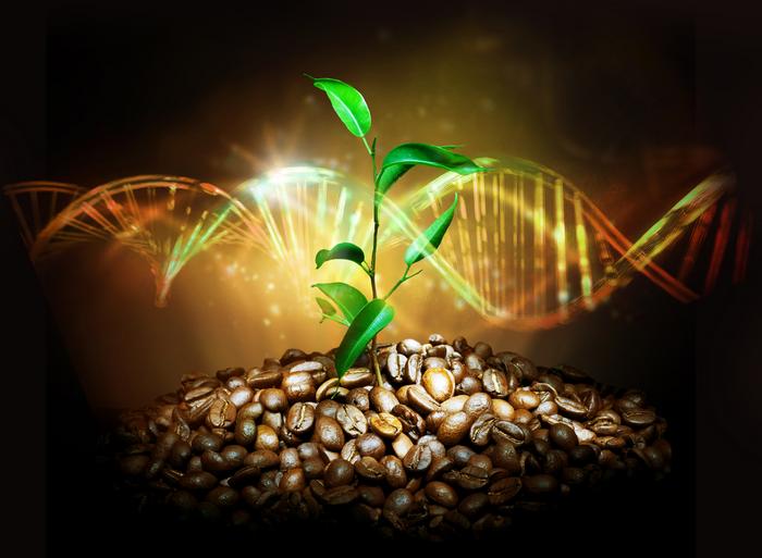 Coffee genome illustration