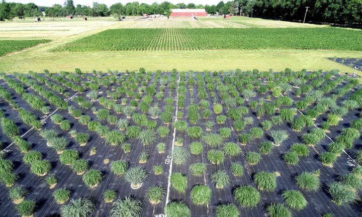 Switchgrass field experiments explore its potential as a biofuel