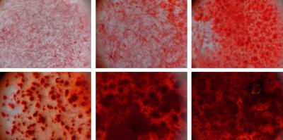 Silicate Nanoplatelets