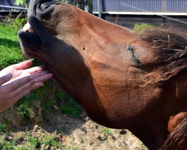 Horse Snorts May Indicate Positive Emotions