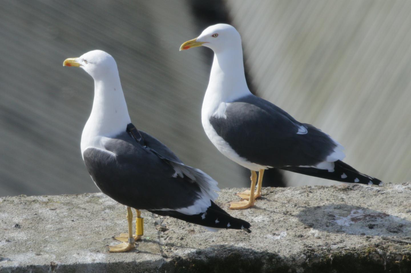 Gulls wearing GPS backpacks