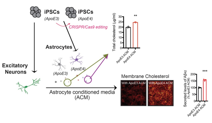 Cholesterol oversupply from ApoE4 astrocytes promote Aβ production in neurons