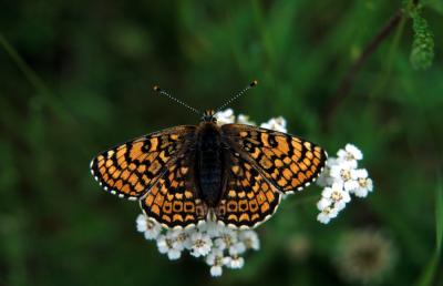 Granville Fritillary