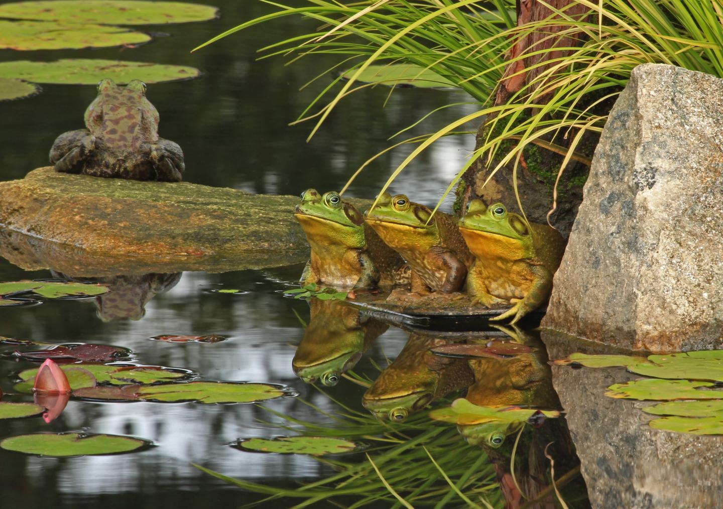 American Bullfrogs at the Atlanta Botanical Garden, Georgia