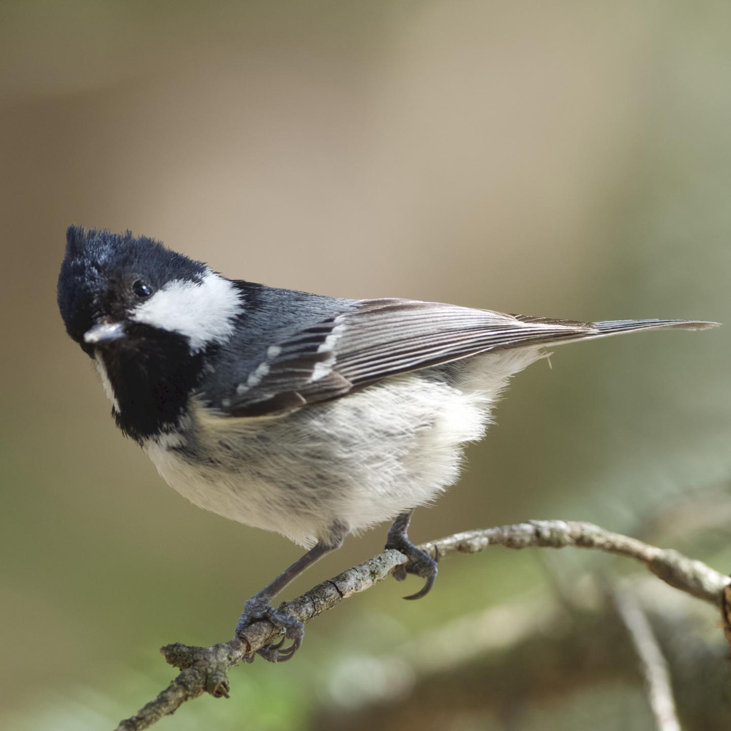 Coal Tit (<i>Periparus ater</i>)