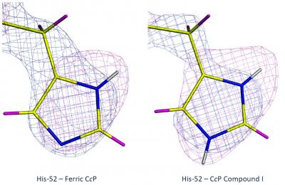 The 2 States of the Enzyme