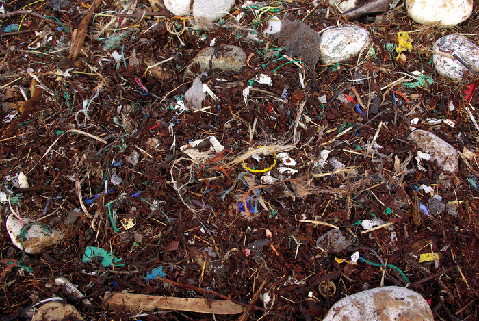 Sustained plastic use and mismanagement leads to widespread microplastic contamination.