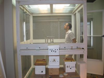 Scientist at Work: Bees Preferred Radial Patterns over Concentric Patterns