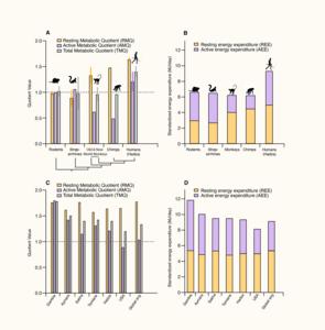 metabolic comparisons